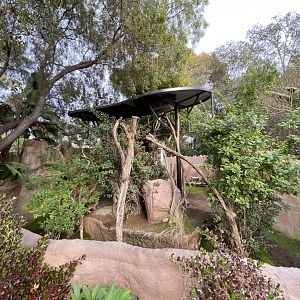 Cavendish’s Dik-dik Habitat - Elephant Odyssey