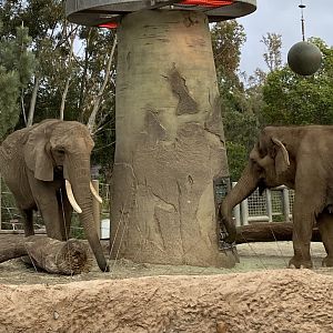 African Elephant Shaba and Asian Elephant Mary - Elephant Odyssey