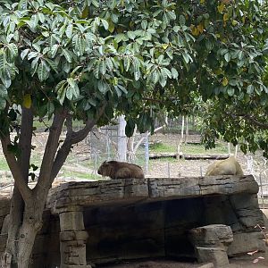 Golden Takin Calf Mei Ling and her mom Bona - Asian Passage