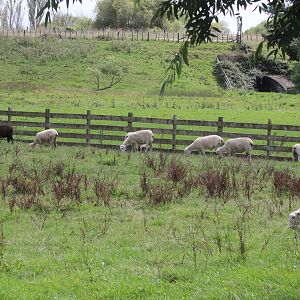 Sheep paddock, Murrayfield Cafe