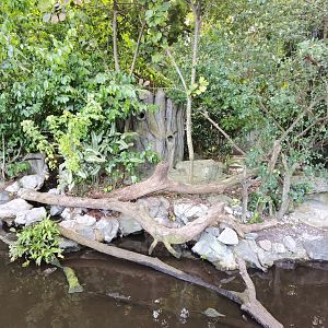 New yangze alligator exhibit