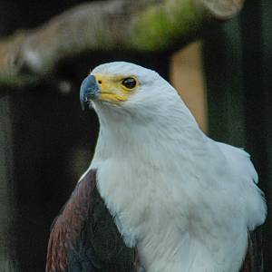 African Fish Eagle - Millets Falconry 2022