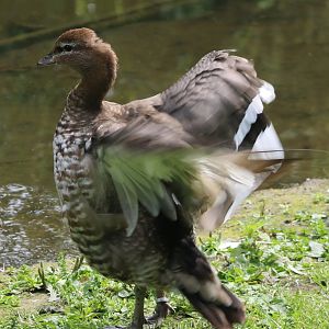 Australian wood duck