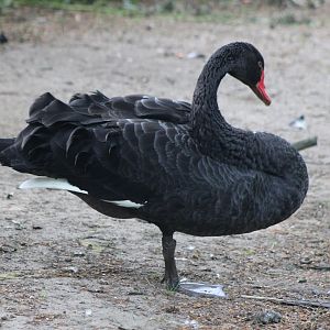 Black swan