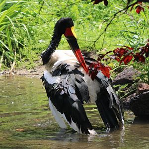 Saddle-billed stork bathing