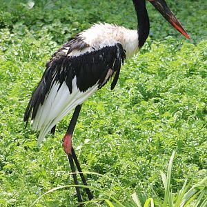 Saddle-billed stork