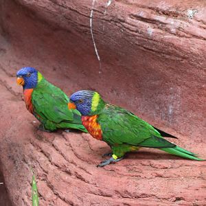 Rainbow lorikeets
