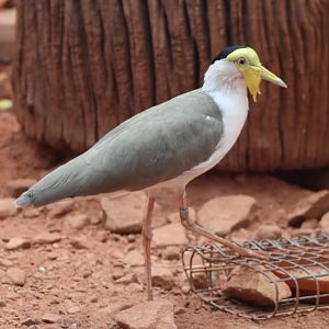 Masked lapwing