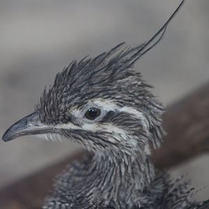 Elegant crested tinamou