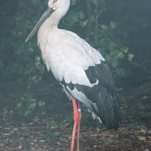 Black-billed stork