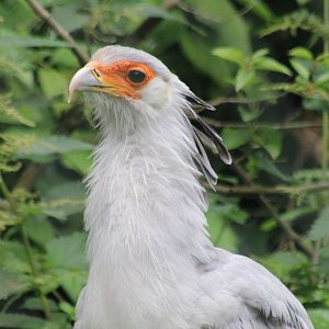 Secretary bird