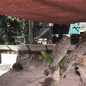 Entrance - Red-Footed Tortoise Exhibit