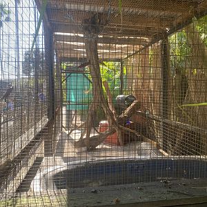 Common Palm Civet Exhibit