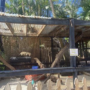 Common Palm Civet Exhibit