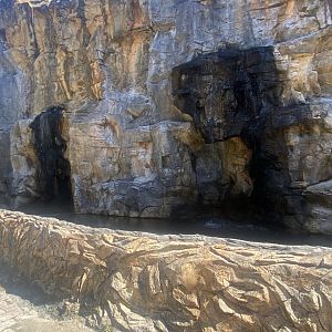 Domestic Duck Exhibit