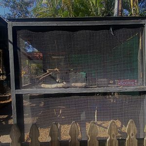 Laughing Kookaburra Exhibit