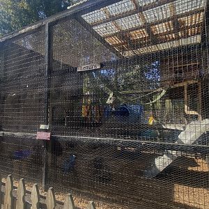 Ring-Tailed Lemur Exhibit