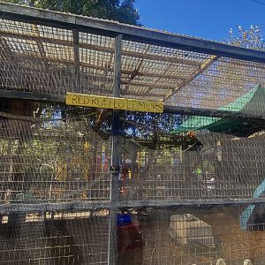 Red Ruffed Lemur Exhibit