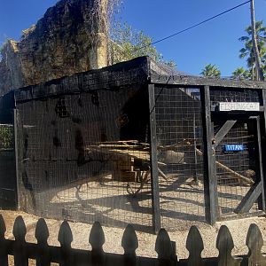 Fishing Cat Exhibit
