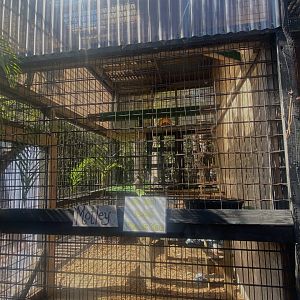 Smaller Ring-Tailed Lemur Exhibit