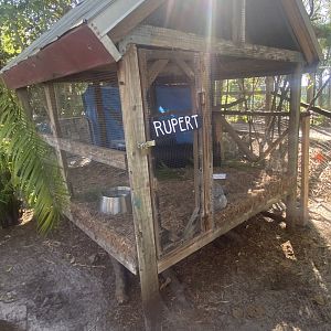 Domestic Rabbit Exhibit
