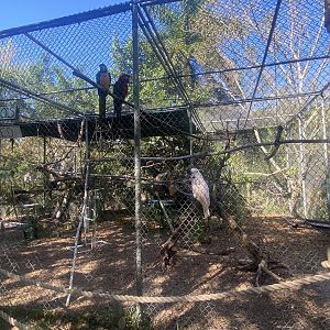 Parrot Aviary (8 Species)