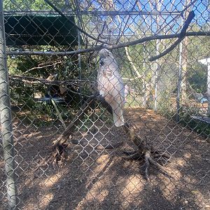 Moluccan Cockatoo (?)