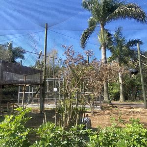 Parakeet Walk-Though Aviary