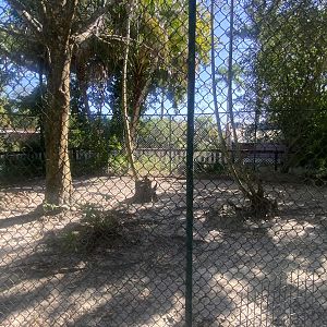 Agile Wallaby/Gopher Tortoise Exhibit