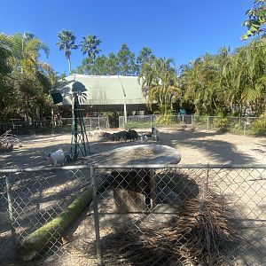 Domestic Goat Exhibit