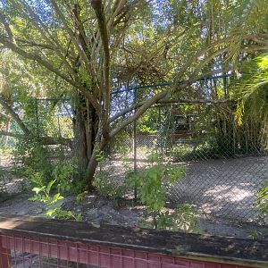 Agile Wallaby/Gopher Tortoise Exhibit