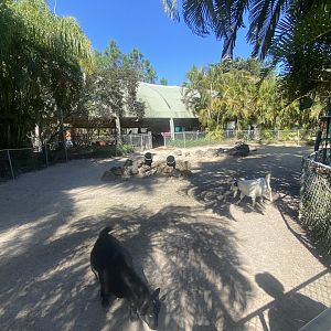 Domestic Goat Exhibit