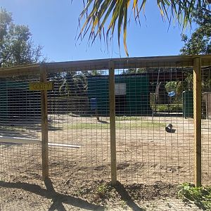 Dromedary Camel Exhibit