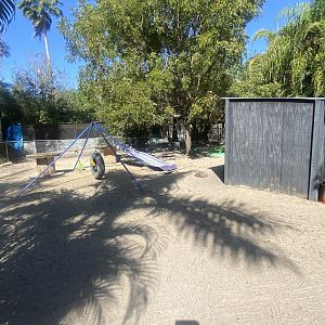 Domestic Goat/Gopher Tortoise Exhibit