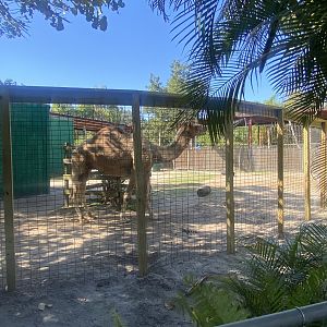 Dromedary Camel Exhibit