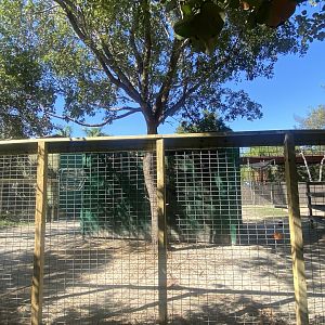Dromedary Camel Exhibit