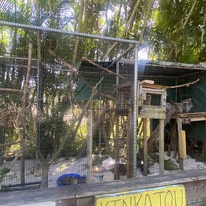 Kinkajou Exhibit