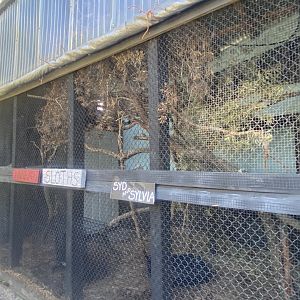 Linne’s Two-Toed Sloth Exhibit