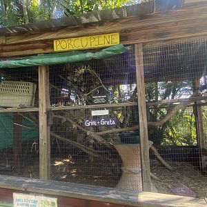 Brazilian Porcupine Exhibit
