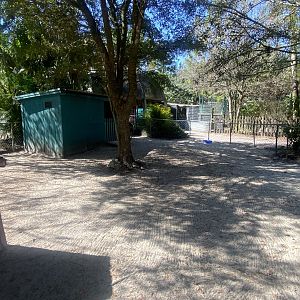 Dwarf Zebu/Domestic Pig Exhibit