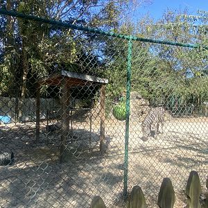 Grant’s Zebra Exhibit