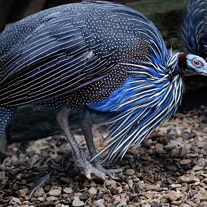 Vulturine guineafowl / 23-2-22