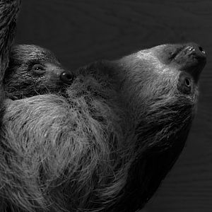 Two-toed Sloth (baby and mother) / 23-2-22 / Hamerton