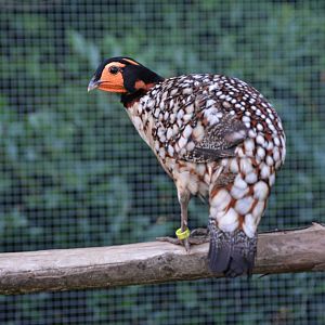 Cabot's tragopan (Tragopan caboti)