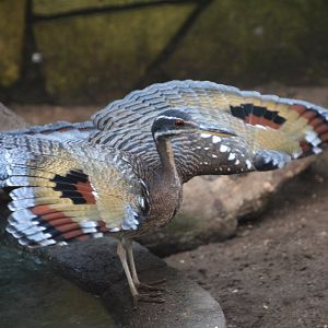 Sunbittern (Eurypyga helias helias)