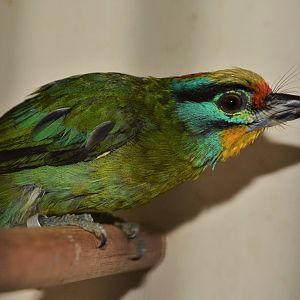 Black-browed barbet (Psilopogon oorti)