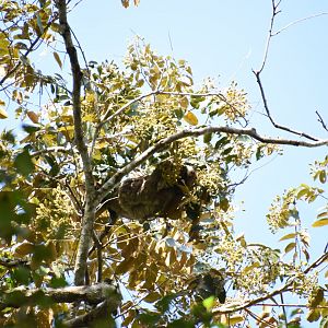 Brown-throated sloth (Bradypus variegatus) with baby