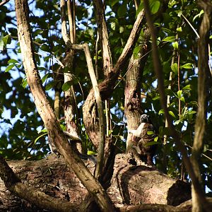 Geoffroy's tamarin (Saguinus geoffroyi)