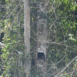 Colombian white-faced capuchin (Cebus capucinus)
