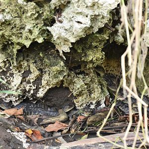 Very young spectacled caimans (Caiman crocodilus)